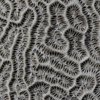 Brain Coral Photograph by Frederick Kinski - 8.75" x 8.75" - Mounted in Acrylic