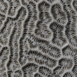 Brain Coral Photograph by Frederick Kinski - 8.75" x 8.75" - Mounted in Acrylic
