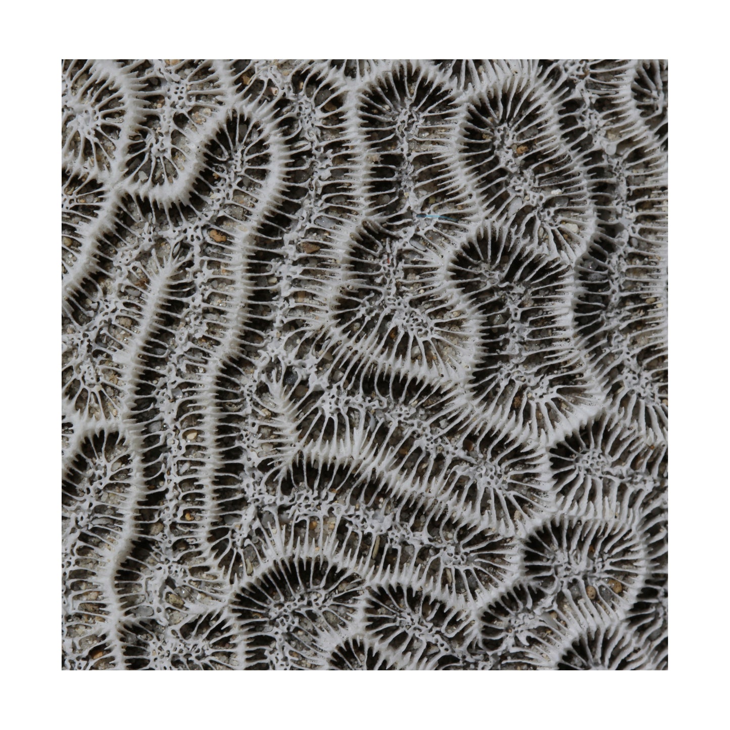 Brain Coral Photograph by Frederick Kinski - 8.75" x 8.75" - Mounted in Acrylic