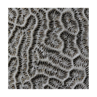 Brain Coral Photograph by Frederick Kinski - 8.75" x 8.75" - Mounted in Acrylic