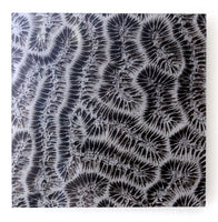Brain Coral Photograph by Frederick Kinski - 8.75" x 8.75" - Mounted in Acrylic