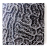 Brain Coral Photograph by Frederick Kinski - 8.75" x 8.75" - Mounted in Acrylic
