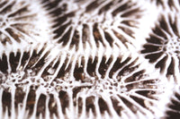 Brain Coral Photograph by Frederick Kinski - 8.75" x 8.75" - Mounted in Acrylic