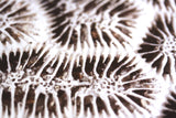Brain Coral Photograph by Frederick Kinski - 8.75" x 8.75" - Mounted in Acrylic