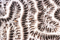 Brain Coral Photograph by Frederick Kinski - 8.75" x 8.75" - Mounted in Acrylic