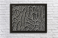 Frederick Kinski - Brain Coral - Macro Digital Photography - 2011