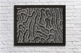 Frederick Kinski - Brain Coral - Macro Digital Photography - 2011