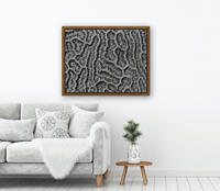 Frederick Kinski - Brain Coral - Macro Digital Photography - 2011